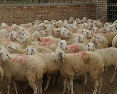 養羊的時候注意了，養羊的必備常識，需要學習